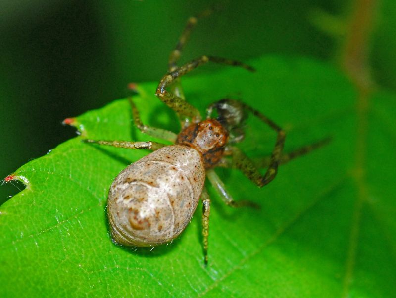 Un ragno panciutello: Tmarus sp - Campora (GE)